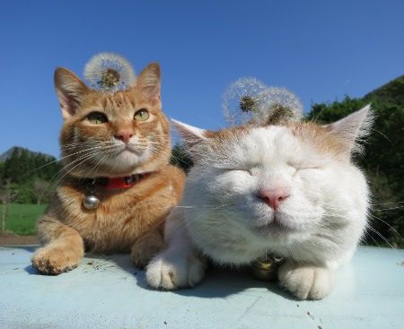 cat